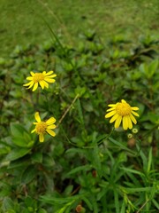 Close up of a yellow little flower with blur background. Toxic plant. Senecio. 
