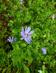 Chicory flower. Lilac flower. Cichorium intybus.
