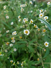 Close up of little white flowers. Little daisies. Invasive plant of wheat crops. Galinsoga.
