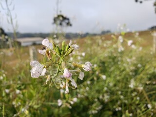 Close up of a wildflower with dew drops and blur background.
