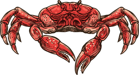 Marine crab vector isolated crustacean animal © Vector Tradition