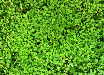 Green grass background. Ground with grass and leaves.
