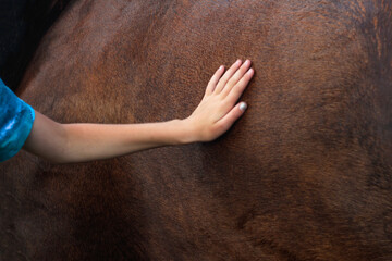 Defocus hand touching brown horse. A female hand stroking a brown horse. Tenderness and caring for animals concept. Psychotherapy, wellness, reiki. Out of focus