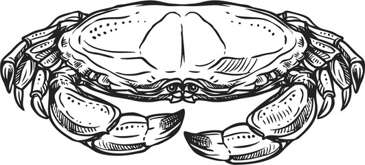 Marine crab vector isolated crustacean animal