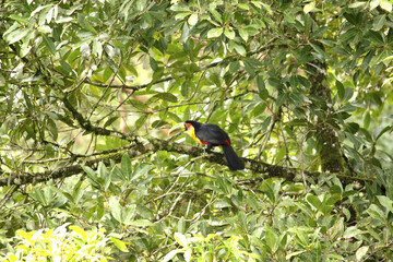 Green-billed toucan among the trees. Aves, Piciformes, Ramphastidae. Ramphastos dicolorus.
