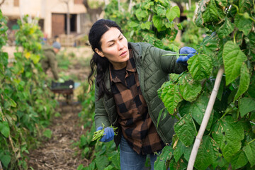 Woman harvesting green beans at smallholding at sunny day