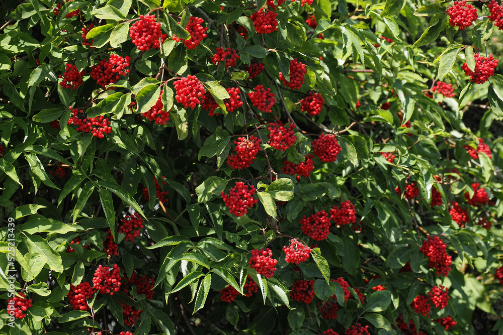 Sticker red elderberry fruits on the tree.