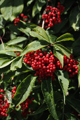Red elderberry fruits on the tree.
