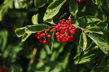 Red elderberry fruits on the tree.