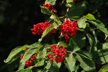 Red elderberry fruits on the tree.