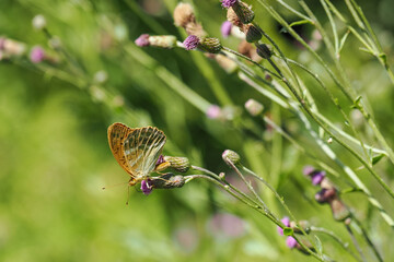 Pearl butterfly on a thistle flower.