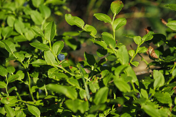 Ripe blueberry fruit on plant.