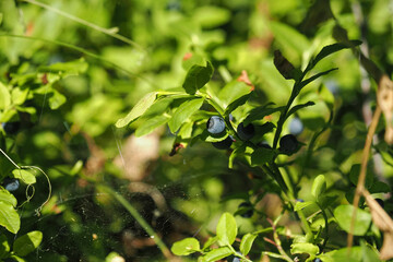 Ripe blueberry fruit on plant.