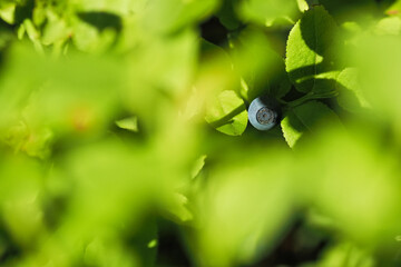 Ripe blueberry fruit on plant.