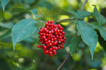 Red elderberry fruits on the tree.
