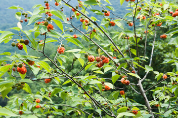 The paper mulberry (Broussonetia papyrifera) is a species of flowering plant in Asia