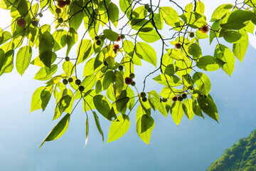 green leaves background.The paper mulberry (Broussonetia papyrifera) is a species of flowering...