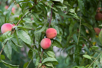 Harvested red peaches fruit on the tree