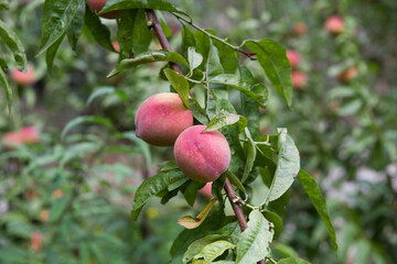 Harvested red peaches fruit on the tree