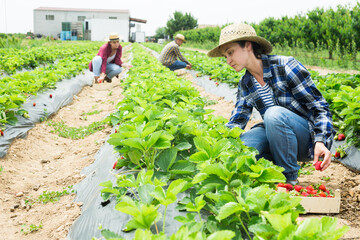 Three farmers collect ripe delicious strawberries on the plantation beds, putting the berries in boxes