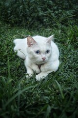cat on grass