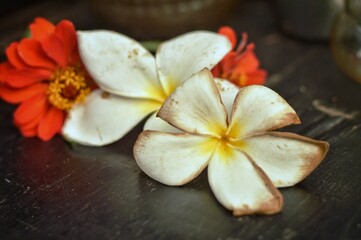 Fototapeta na wymiar frangipani plumeria flower