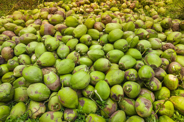 Pile of freshly harvested ripe coconuts. Tamilnadu, India