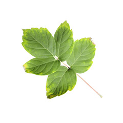green leaf isolated no background