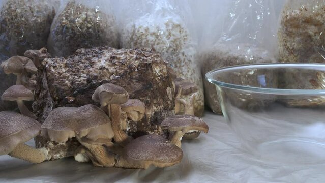Shiitake Lentinula Edodes mushrooms. home farming cultivation growing Shii Take, mushroom cutting harvest.