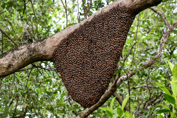 Honeycomb with bee colony hanging on the branch of tree.