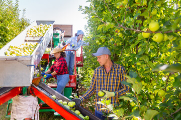 Group of workers harvesting golden apples with professional sorting machine in the garden