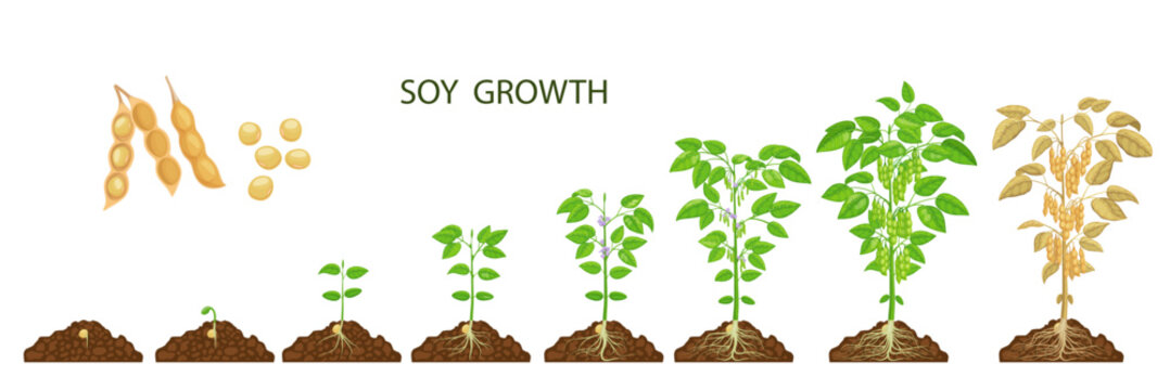 Soy beans growth stages. Vector soybean plants, sprout and seed on agriculture or farm field. Growing process phases of soya with green plants, leaves, flowers and legume pods, life cycle from seed