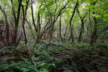 dense primeval forest in autumn
