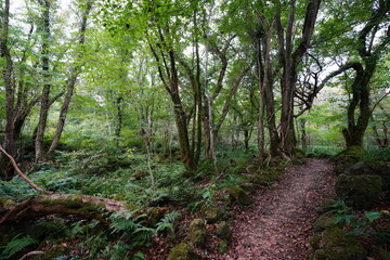 autumn forest path through old trees and fern