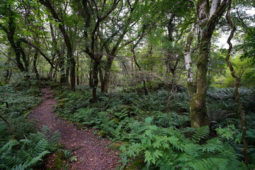 fine autumn forest with old trees and fern