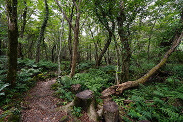 autumn forest path through old trees and fern