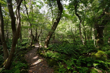 autumn forest path through old trees and fern