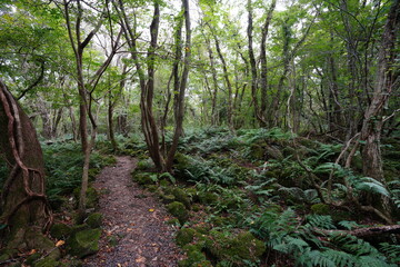 Fototapeta premium autumn forest path through old trees and fern
