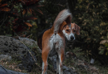 Brown and white dog seen from the tail