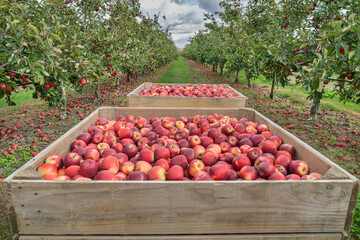 Apple Harvest on a farm in Hawke's Bay, New Zealand.