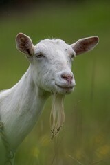 portrait of a goat on a rainy day