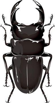 オオクワガタ の画像 278 件の Stock 写真 ベクターおよびビデオ Adobe Stock