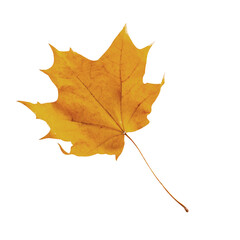Maple leaf isolated with no background
