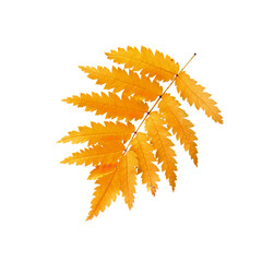 autumn leaves isolated no background