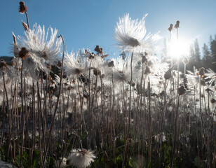 mountain avens and sky