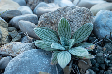 plant in the rocks