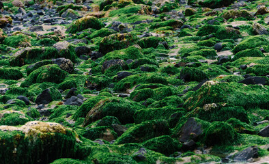 Green Moss Covered Rock Pattern