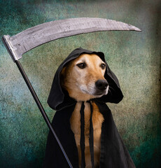 Dog dressed in black cape with hood and scythe