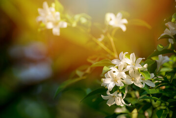 White flower, Orange Jessamine, Satin-wood, Cosmetic Bark Tree