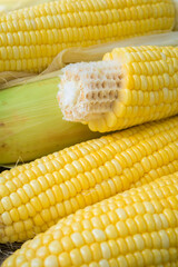 Closeup Yellow Corn, sweet corn, yellow corn background, healthy organic food, bio nutrition